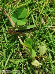 Acrididae