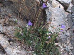 Campanula saxifraga