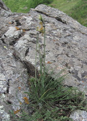 Tragopogon filifolius