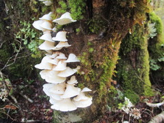 Gloeoporus phlebophorus