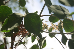 Senegalia reniformis