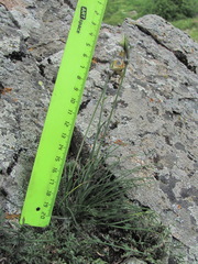 Tragopogon filifolius