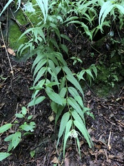 Eupatorium chinense tozanense