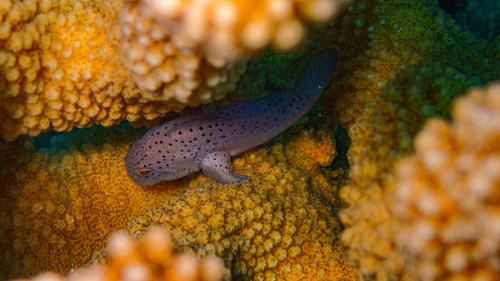 Scarlet-spotted velvetfish (Caracanthus maculatus) — Scorpaenidae