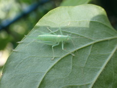 Meconema meridionale