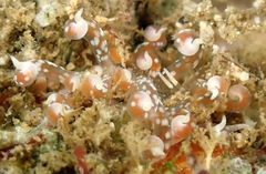 Phyllodesmium poindimiei