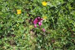 Pedicularis nordmanniana