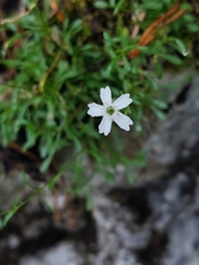 Heliosperma pusillum