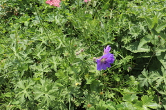 Geranium gymnocaulon