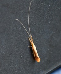 Triaenodes marginatus