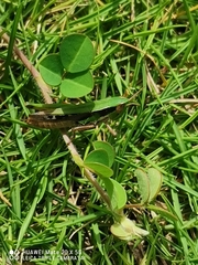 Acrididae