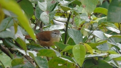 Cantorchilus longirostris