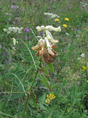Vicia balansae
