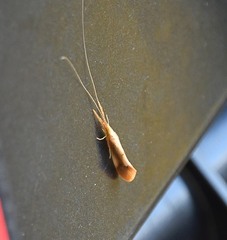 Triaenodes marginatus