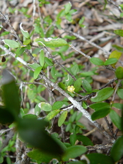 Cyclophyllum pindaiense