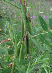 Vicia balansae