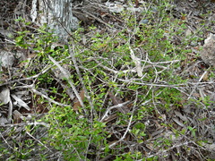 Cyclophyllum pindaiense