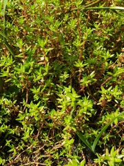 Crassula helmsii