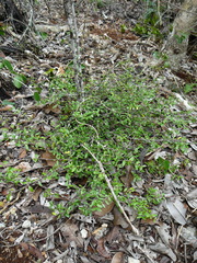 Cyclophyllum pindaiense
