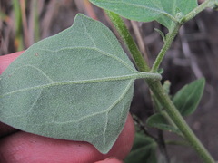Chenopodium sosnowskyi