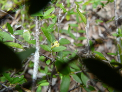 Cyclophyllum pindaiense
