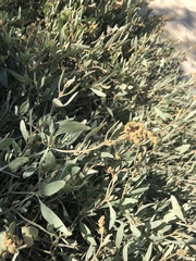 Atriplex portulacoides