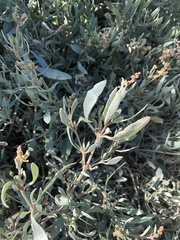 Atriplex portulacoides