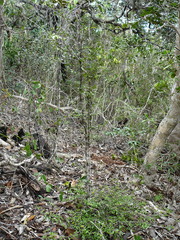 Cyclophyllum pindaiense