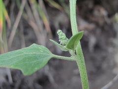 Chenopodium sosnowskyi