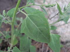 Chenopodium sosnowskyi