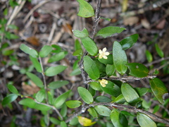 Cyclophyllum pindaiense