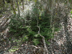 Cyclophyllum pindaiense