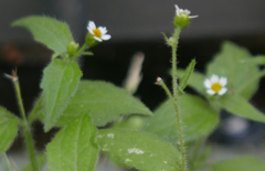 Galinsoga quadriradiata