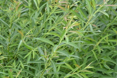 Salix sericea