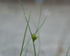 Juncus