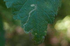 Stigmella ulmivora