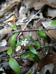 Cyclophyllum pindaiense