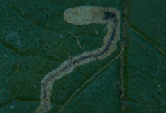 Stigmella ulmivora