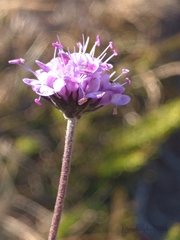 Succisa pinnatifida