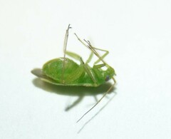 Orthotylus ericetorum