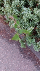 Magnoliopsida