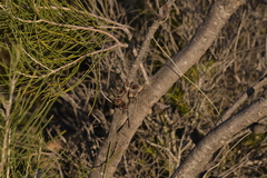 Hakea orthorrhyncha