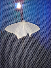 Ourapteryx caschmirensis