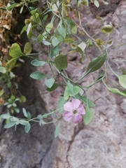 Petrocoptis glaucifolia