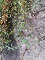 Petrocoptis glaucifolia