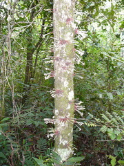 Ixora cauliflora
