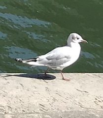 Chroicocephalus ridibundus