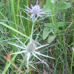 Eryngium hookeri