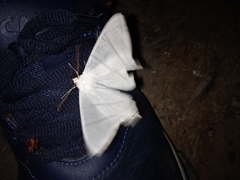 Ourapteryx caschmirensis