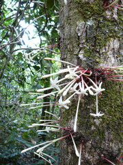 Ixora cauliflora